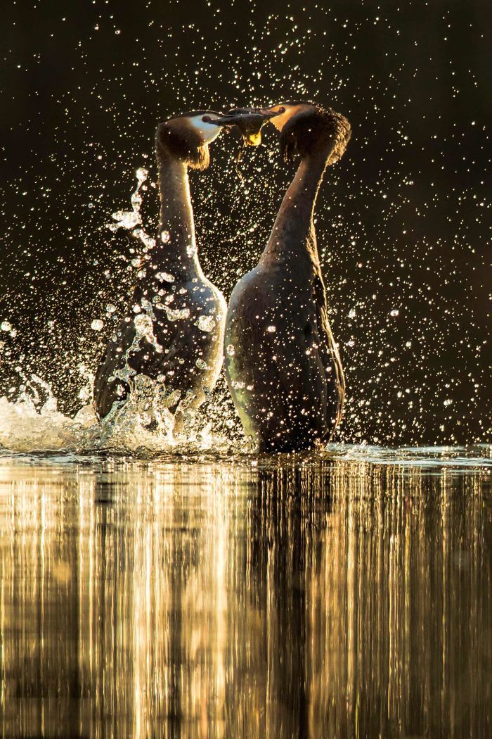 10 lat konkursu British Wildlife Photography Awads. Oto najlepsze zdjęcia 2
