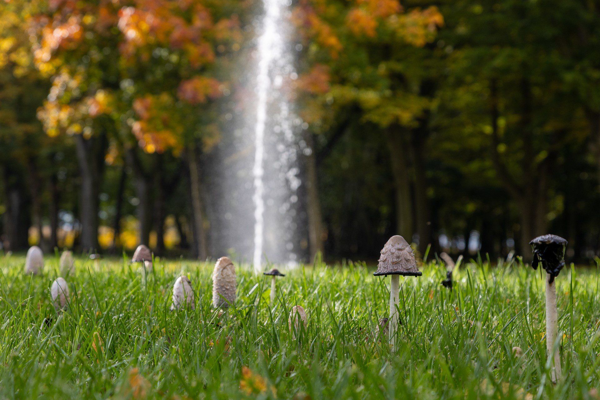 Park w Zadzimiu