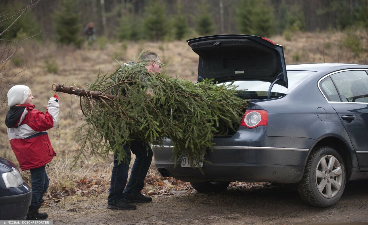 Sprzedaż choinek prosto z plantacji 