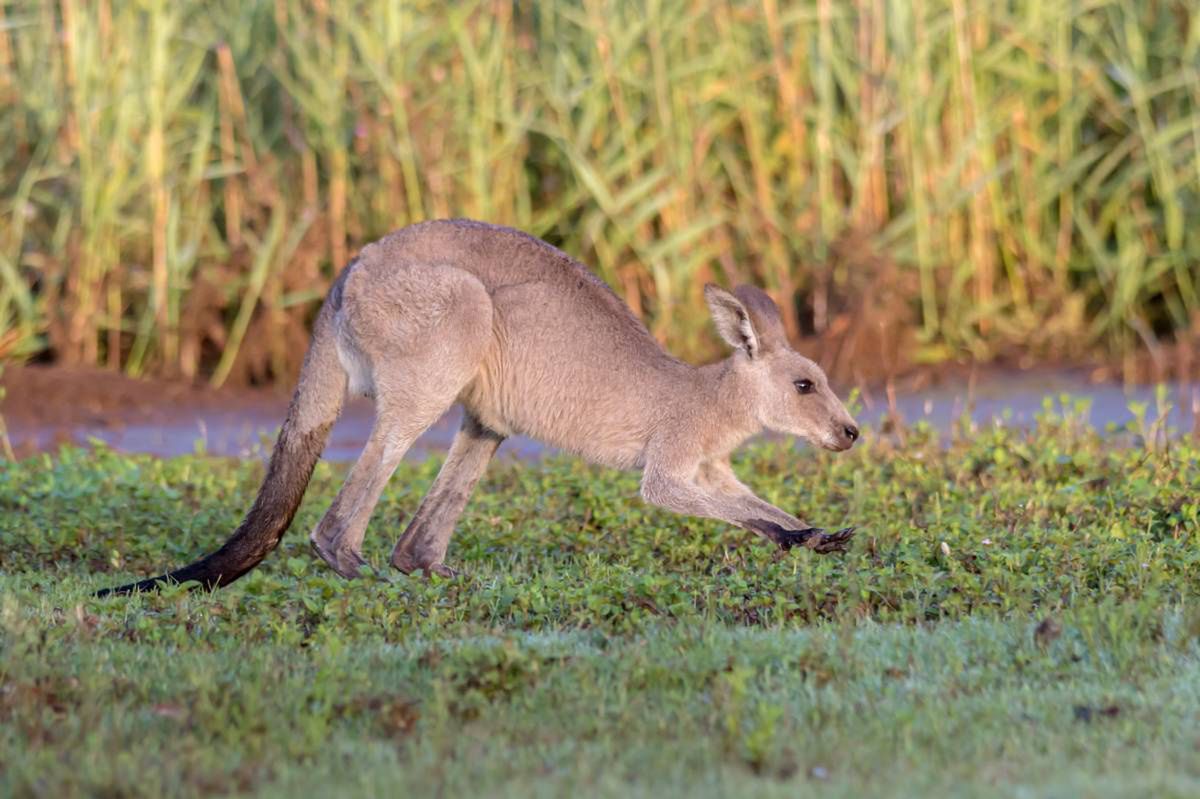 Poddębice: Stado kangurów z Zoo Borysew prawie się podwoi. Jesienne baby boom wśród torbaczy