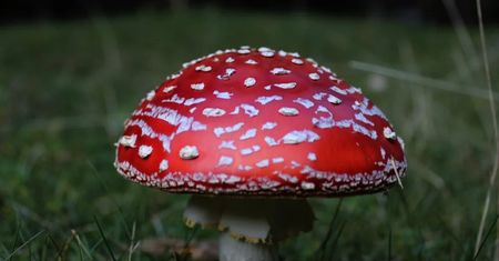 Najbardziej niebezpieczny grzyb w Polsce. Śmierć w 90% przypadków