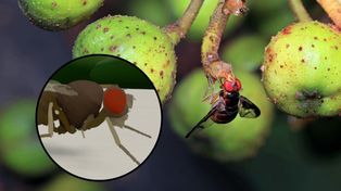 Matrix dla owadów. Naukowcy ożywili muszkę owocówkę w cyfrowym świecie