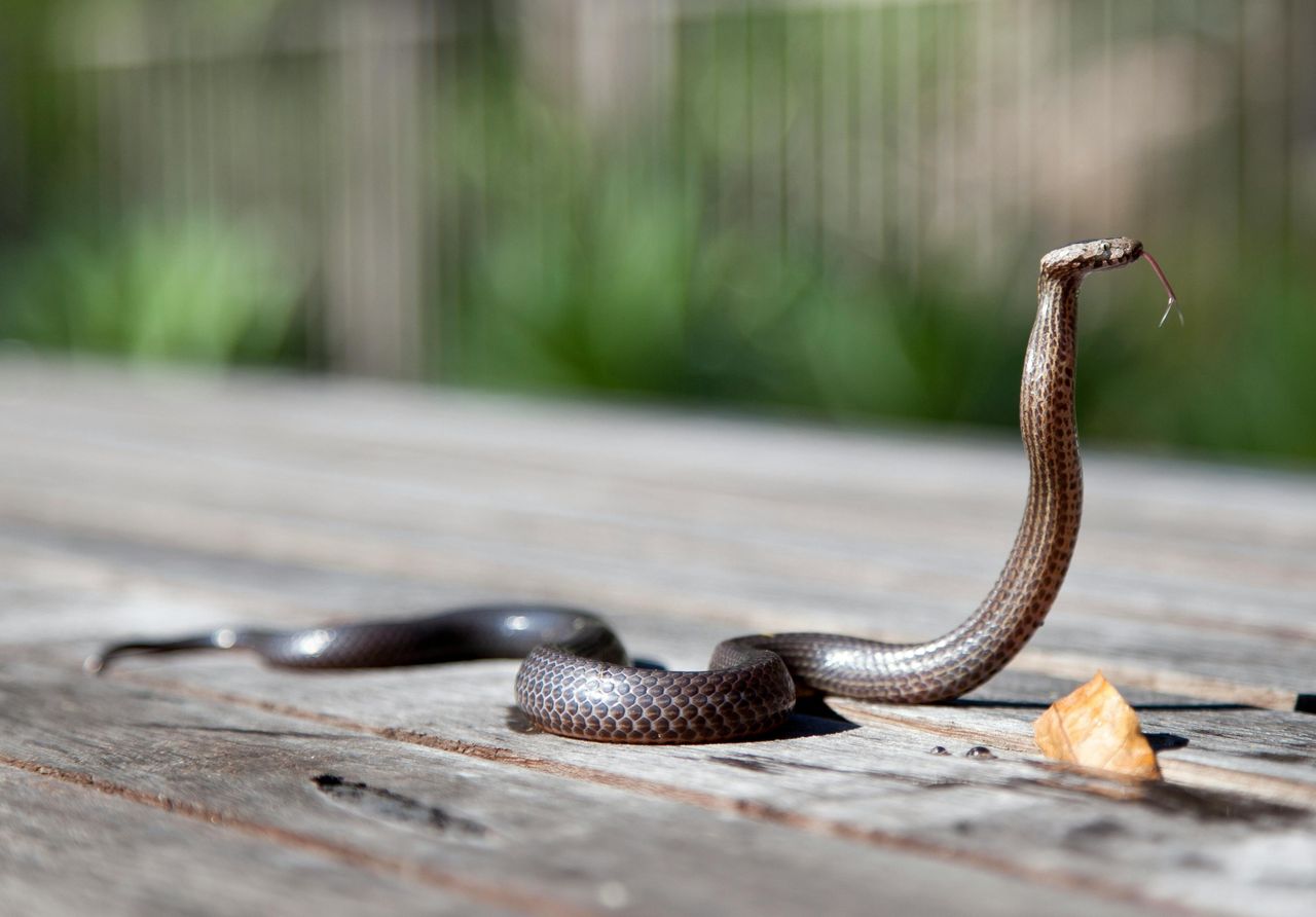 Police in Oregon discovered 18 puppies frozen in a residential home as snake feed