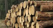 Sprzeczne informacje dotyczące drewna. Ministerstwo: nie ma danych potwierdzających wzrost eksportu drewna poza Europę
