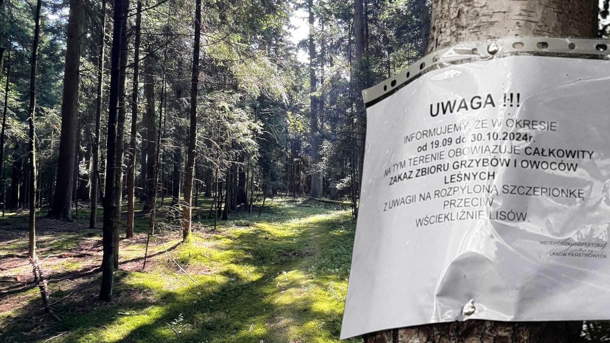 Zakaz zbierania grzybów. Nadleśnictwo zabrało głos.