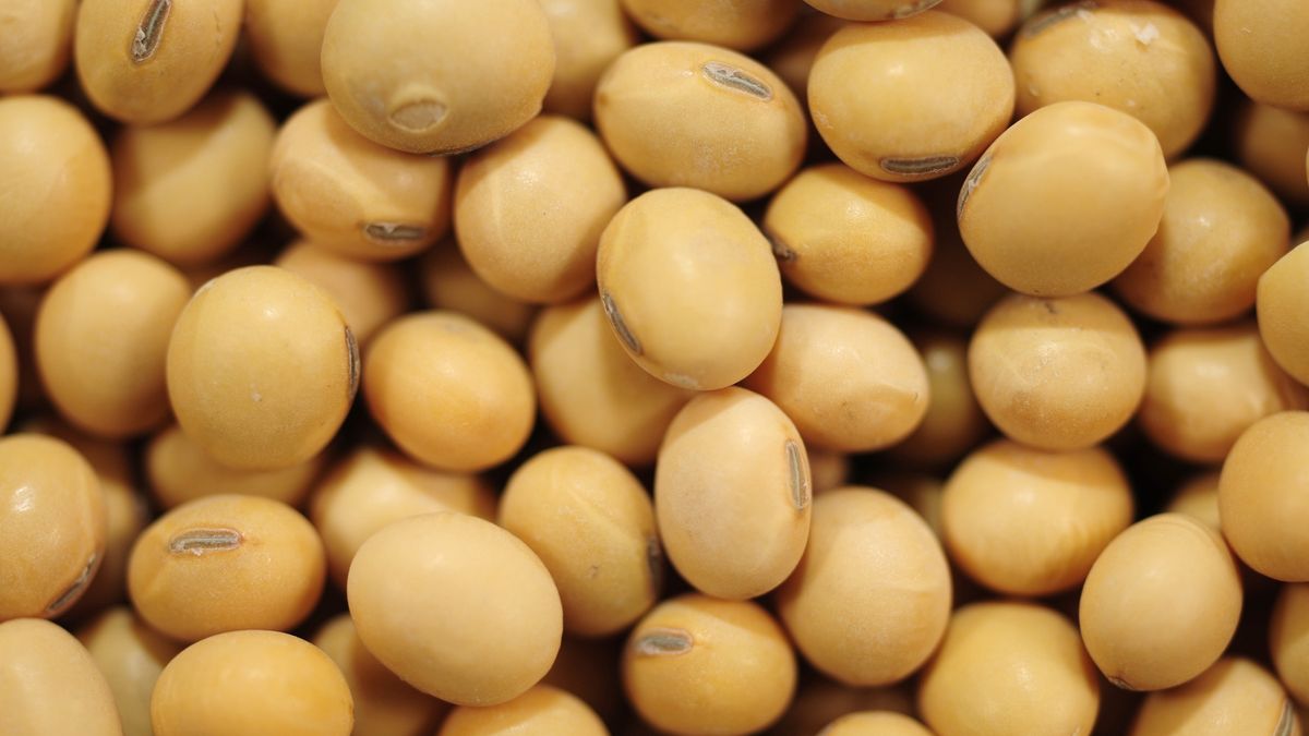 soy beans
soy beans
beemore
Crop, Backgrounds, Legume, Farm, Raw, Agriculture, Healthy Eating, Food And Drink, Soybean, Bean, Seed, Plant, Curve, Yellow