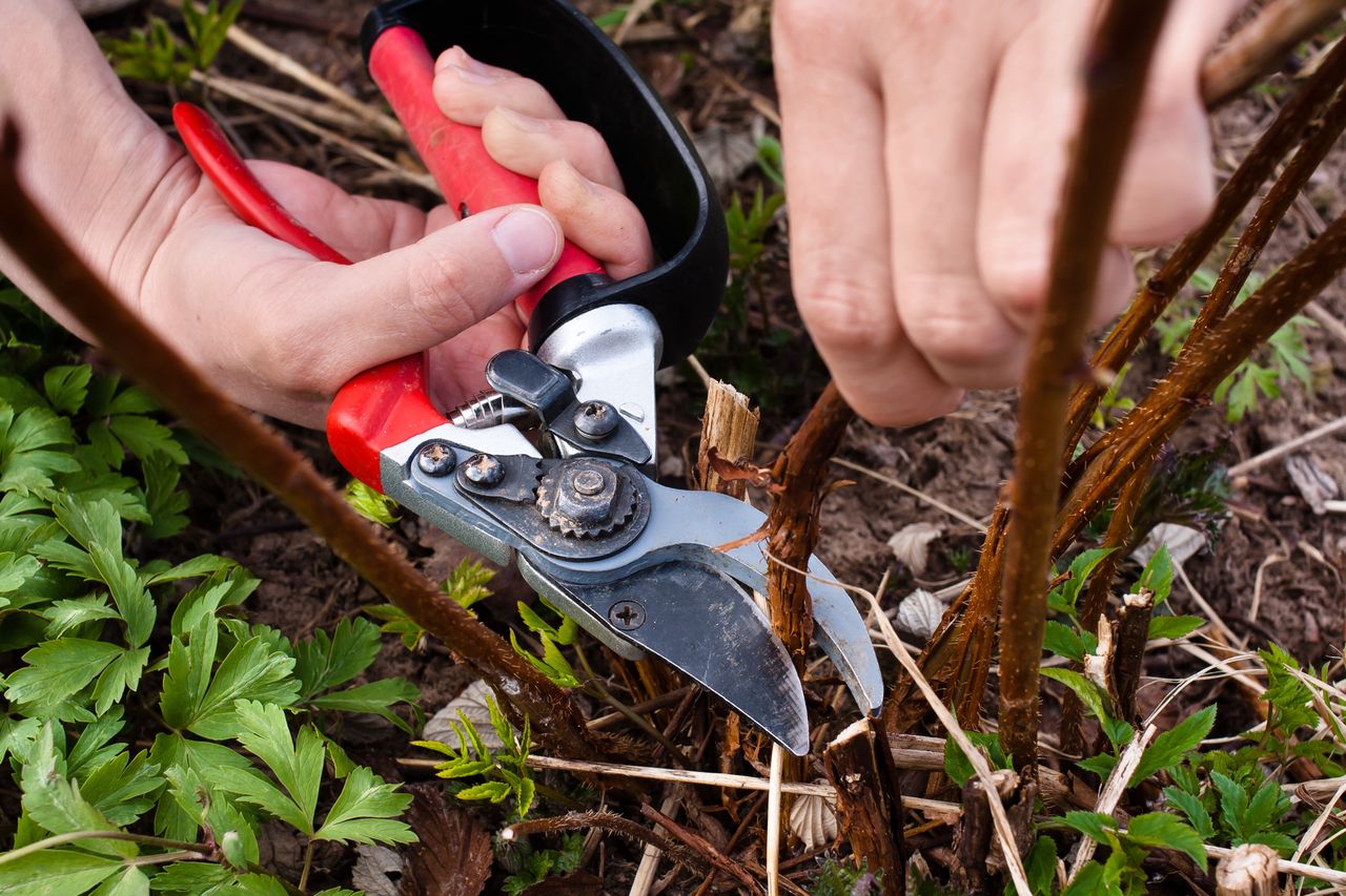 How to prune autumn raspberries?