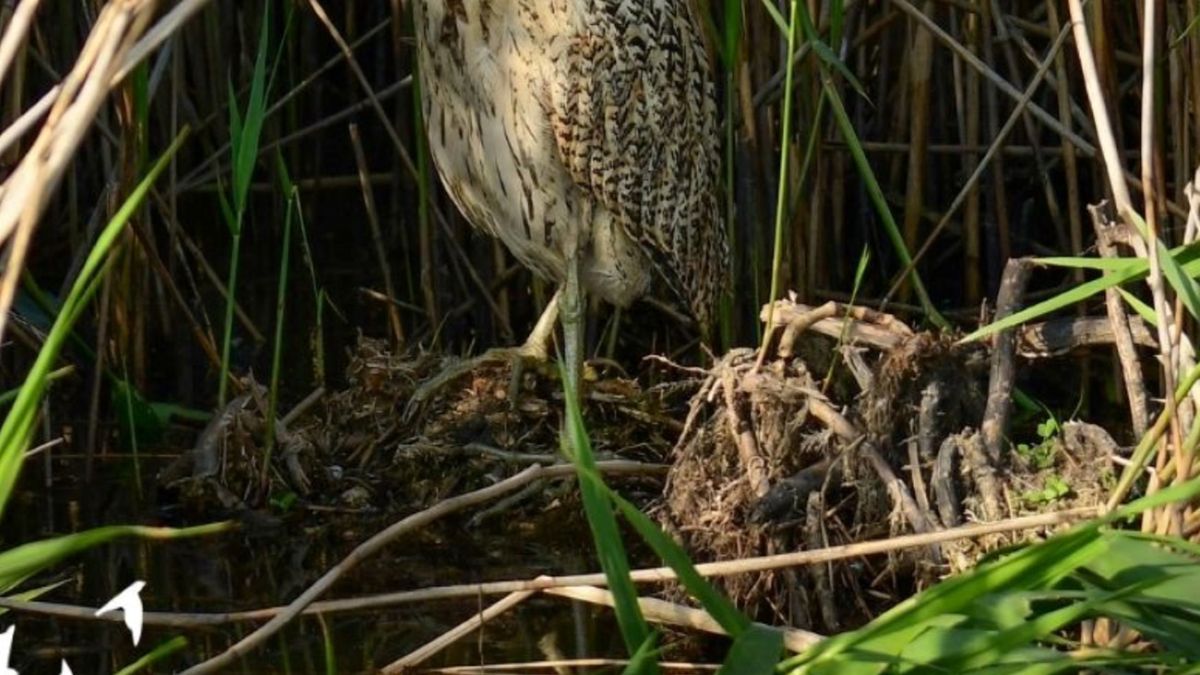 Tego ptaka można dostrzec wyłącznie w trakcie ruchu. O którego z mieszkańców polskich lasów chodzi? 