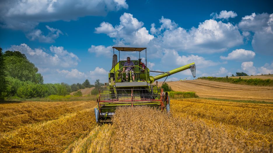 Czy ceny zbóż 2025 zaskoczą rolników?