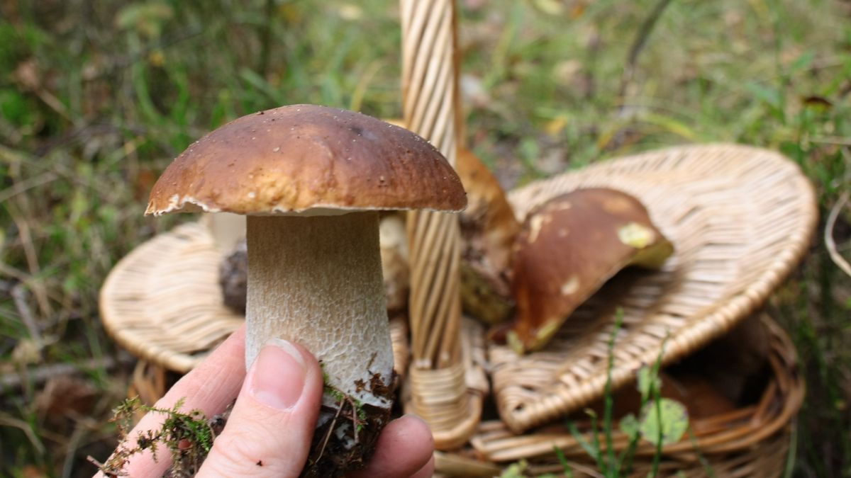 Oto gdzie pojawiły się już borowiki