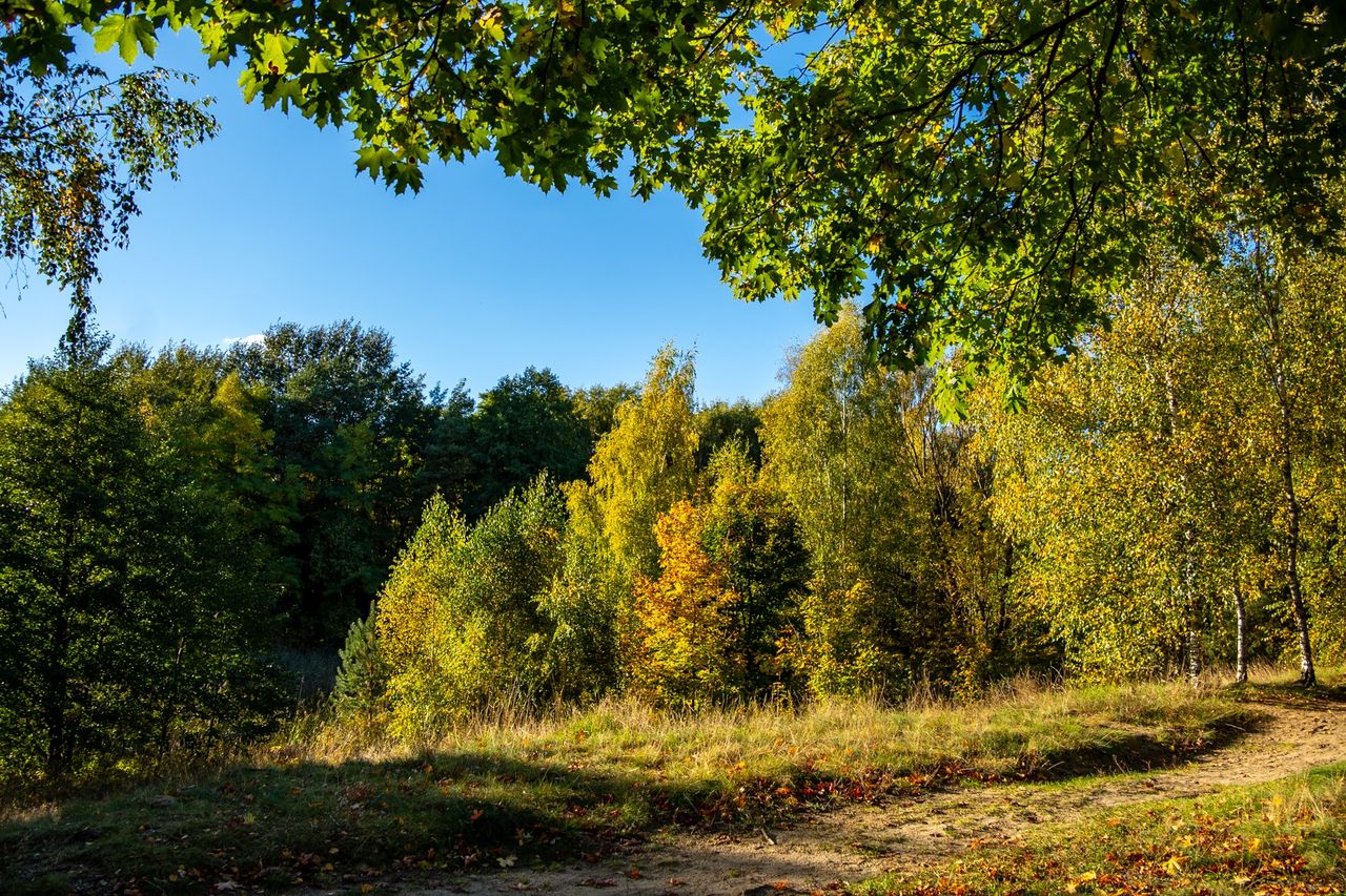 Złote jesienne liście na drzewach w Pile w słońcu
