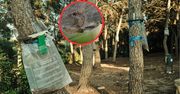 Groźne owady atakują w Wielkopolsce. "Mieszkańcy są przerażeni"