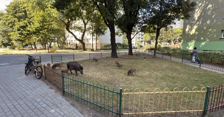 Odstrzał dzików w Warszawie. Obowiązują nowe ograniczenia