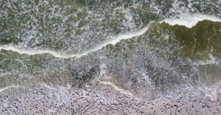Inwazja meduz na Krymie. Plaże opustoszały przez ryzyko groźnego poparzenia