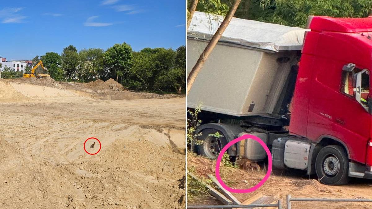 Młode lisy na budowie osiedla mieszkaniowego Warszawska 2