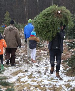 Nie kupujmy takich choinek. Niepokojące doniesienia z Niemiec