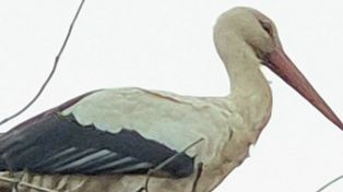 Aleksandrów Kujawski: Bocian Wojtek został. Gościnnym mieszkańcom skradł serca