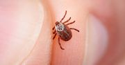 Zatrzęsienie kleszczy w wielkich miastach. Oto co odkryto w Krakowie