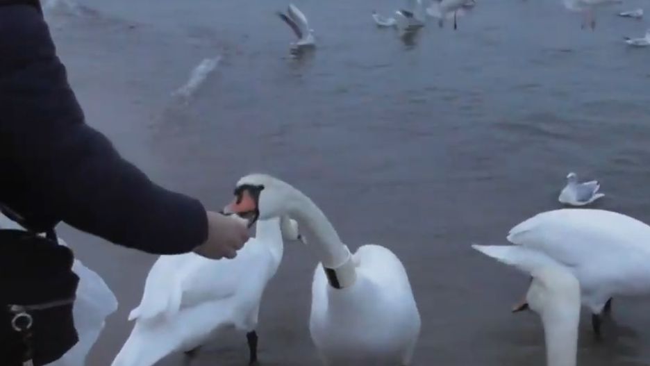 Dokarmianie łabędzi w Sopocie