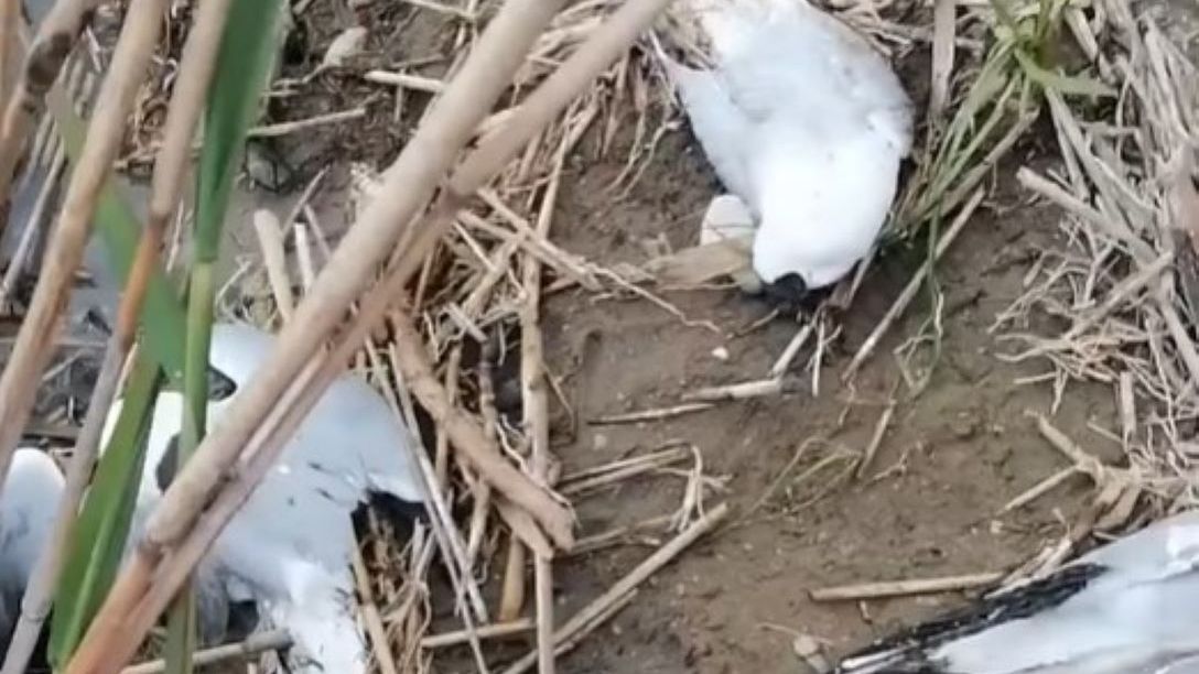 W Nielbarku znaleziono setki martwych mew