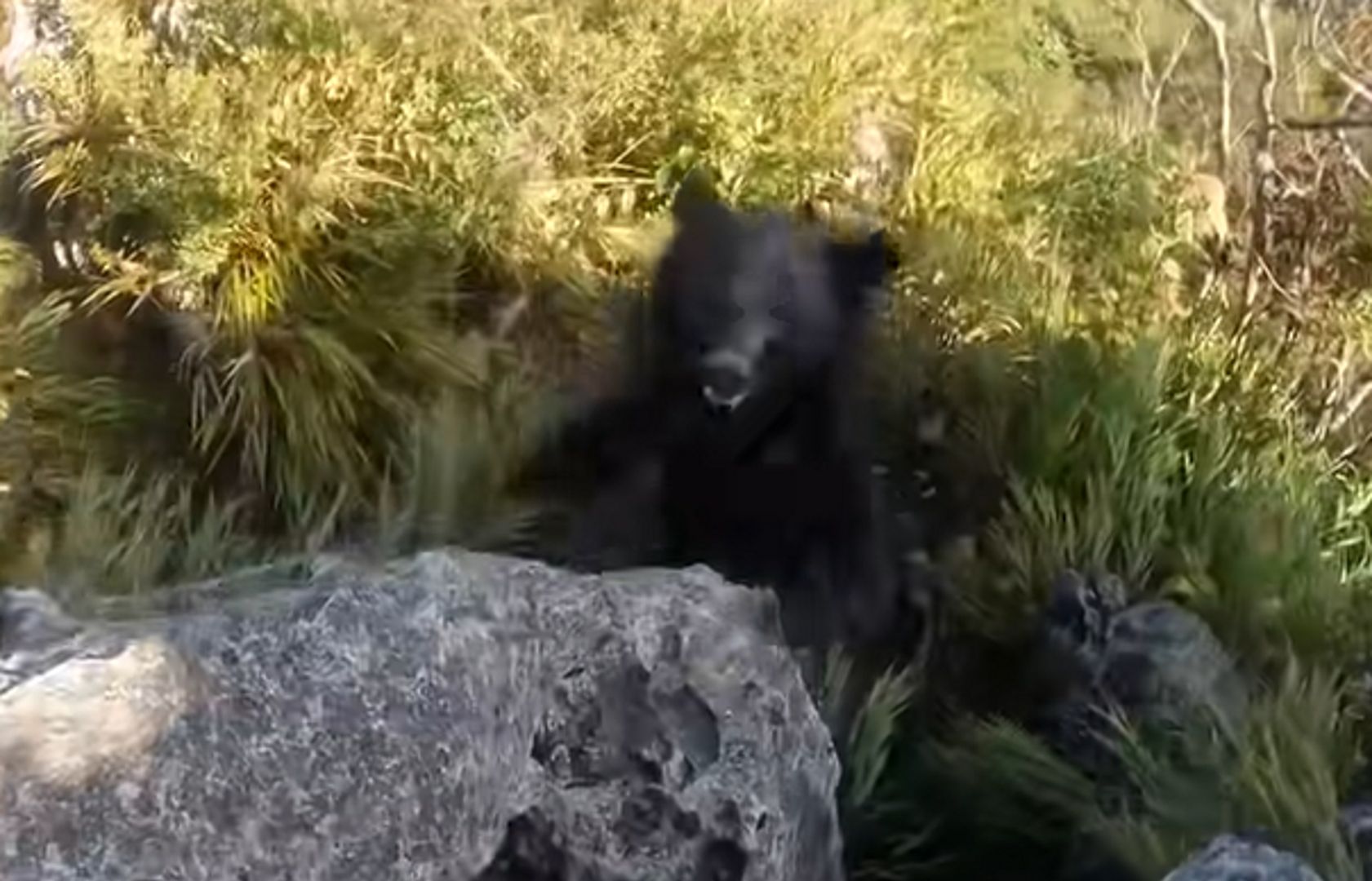 Zrzucił niedźwiedzia ze skały. To nagranie jest absolutnie przerażające