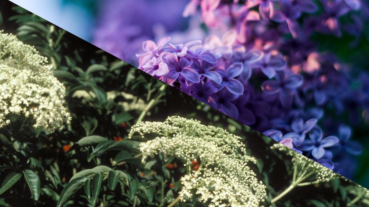 Jakie są różnice między bzem czarnym a lilakiem? 