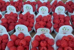 Kosmiczna cena "obłędnych" polskich malin. "Za atrakcje się płaci"