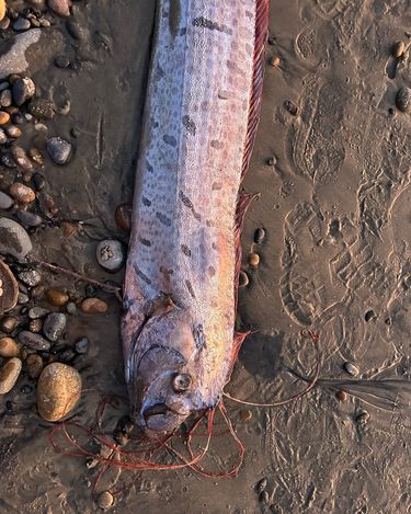 “Ryba zagłady” wyrzucona na brzeg oceanu, okolice San Diego, USA