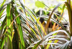 Nigdy nie rób tego jesienią i zimą. Dracena zmarnieje natychmiast