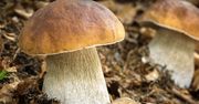Każdy grzybiarz powinien znać ten sposób. Jak odróżnić borowika od szatana?