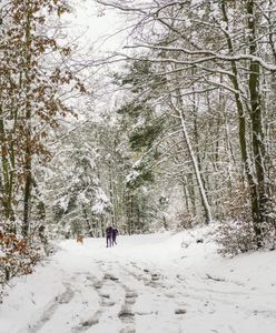 Szczątki jeleni w lesie. Nagroda za informację o kłusowniku