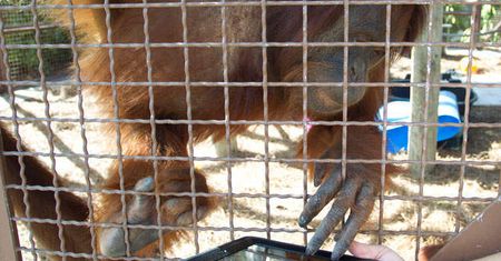 To już pewne – orangutany potrafią korzystać z iPadów [wideo]