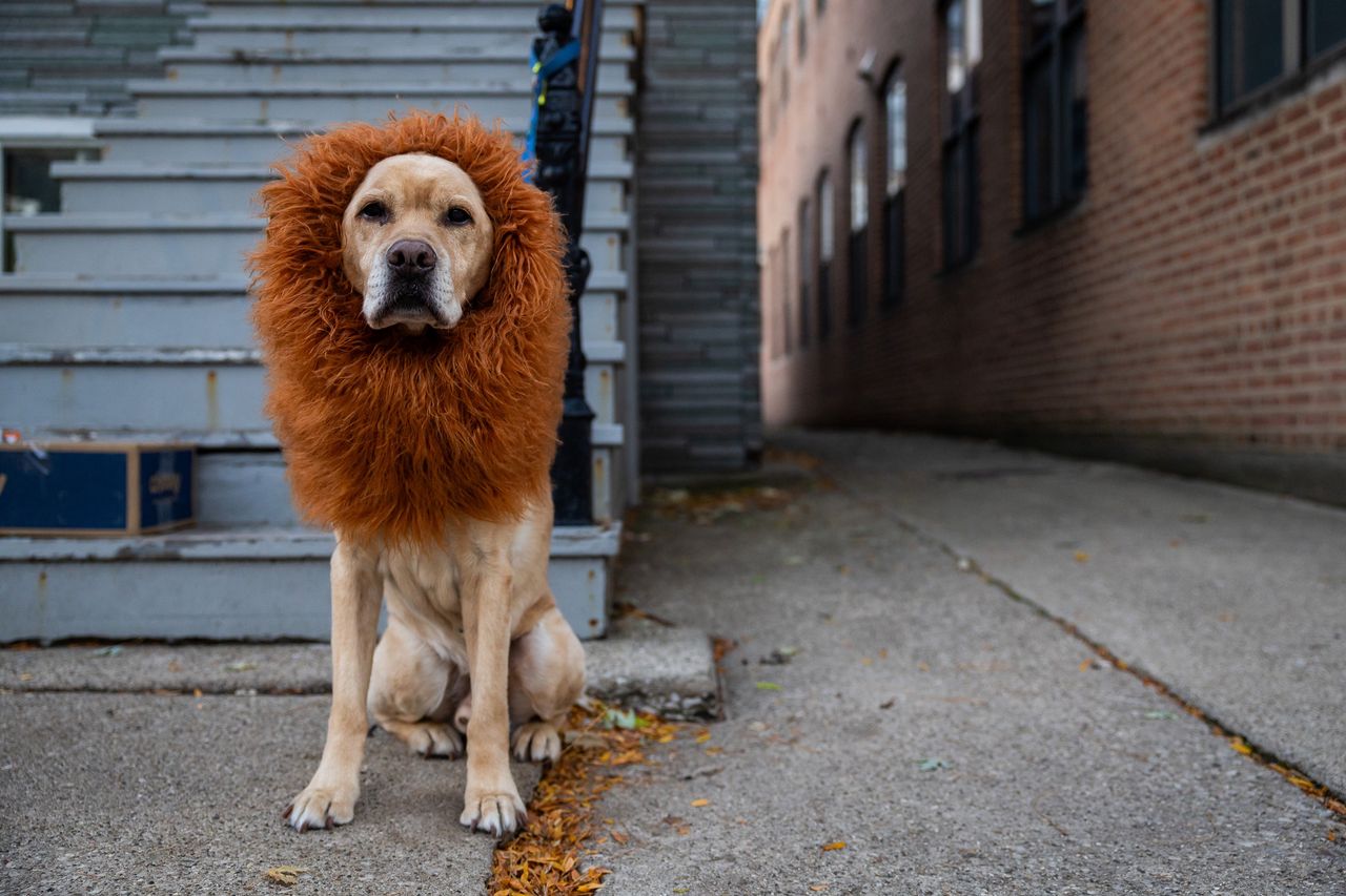 "Tajemnicze cząsteczki" u psów. Mogą pomóc z ludzką długowiecznością