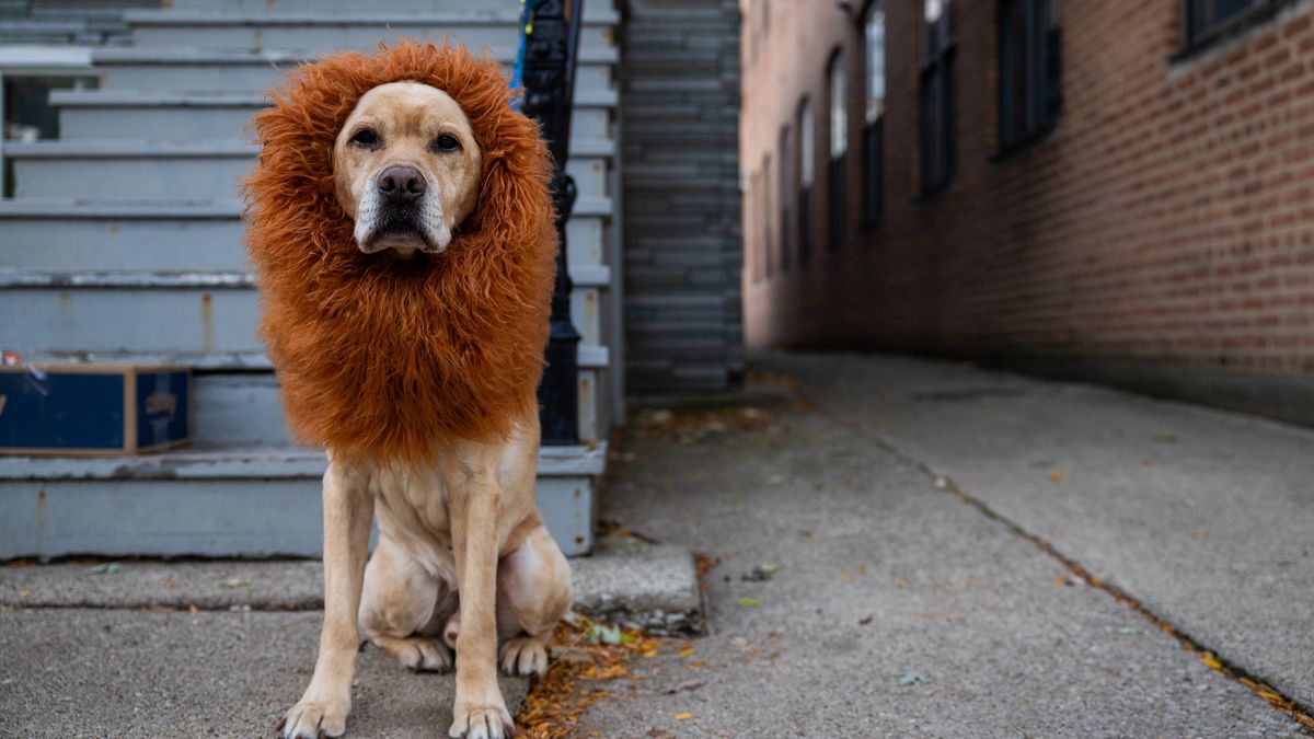 Archie is dressed as a lion on Halloween in the Roscoe Village neighborhood of Chicago on Oct. 31, 2024. (Tess Crowley/Chicago Tribune/Tribune News Service via Getty Images)