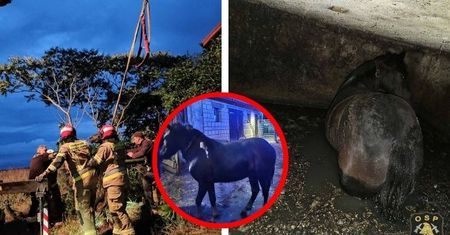 Koń wpadł do zbiornika na nieczystości. Strażacy przeprowadzili dramatyczną akcję ratunkową w Myśliborzycach!