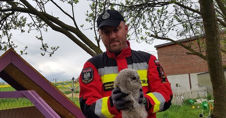 Dolny Śląsk. Młoda sowa uratowana. Mogła zginąć pod kołami samochodu