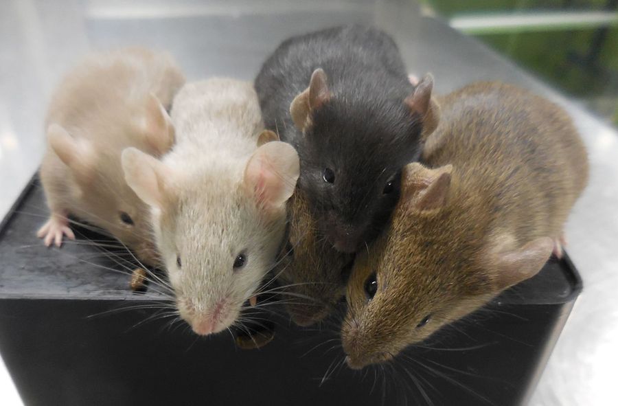 Miot myszy zrodzonych z dwóch ojców