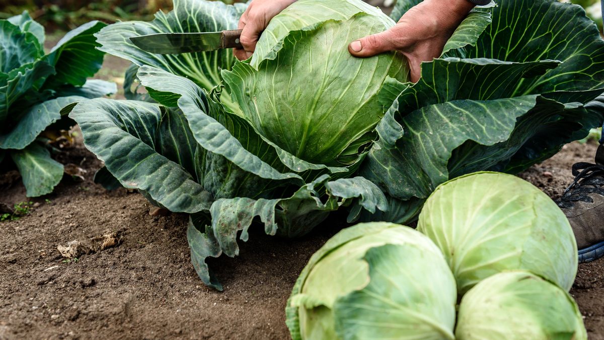 Ponad 46 tys. ton kapusty z Polski