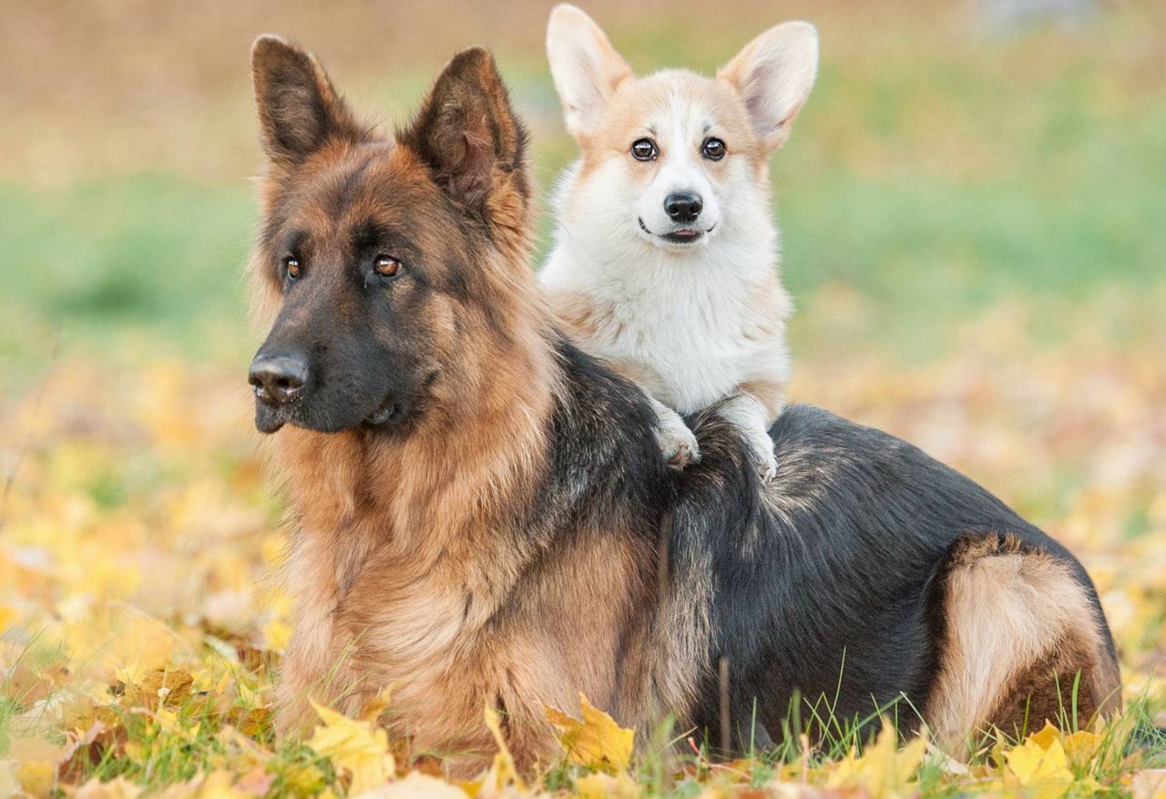 Small dogs outlive bigger breeds: Scientific study unlocks reasons behind surprising lifespan gap