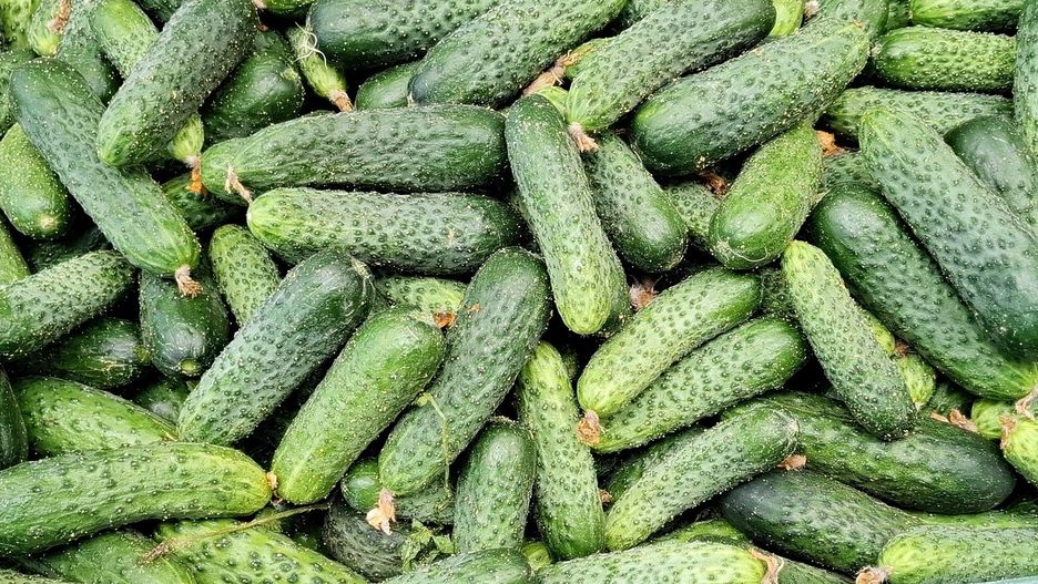 Powraca Legnickie Święto Ogórka. Konkurs na przetwory i dorodne warzywa
