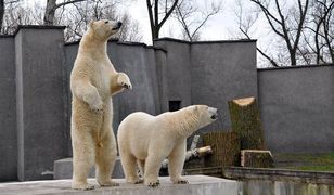 Niedźwiadki z warszawskiego ZOO świętują. "Aleut i Gregor to niezwykli bliźniacy"