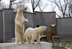 Niedźwiadki z warszawskiego ZOO świętują. "Aleut i Gregor to niezwykli bliźniacy"