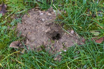 Wbij w ziemię. Dla kretów i nornic to najgorszy fetor