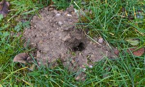 Wbij w ziemię. Dla kretów i nornic to najgorszy fetor