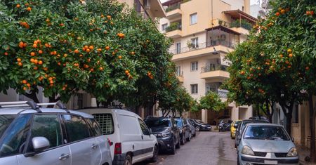 Sadzą przy drogach gorzkie pomarańcze. Celowo? Powód wymierzony w turystów
