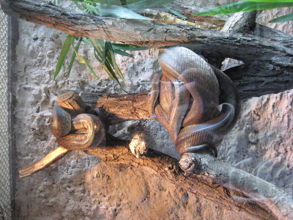 Śląski Ogród Zoologiczny w Chorzowie