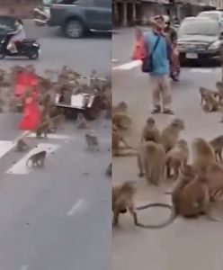 Małpy terroryzują miasto. Niebywałe wideo krąży po sieci