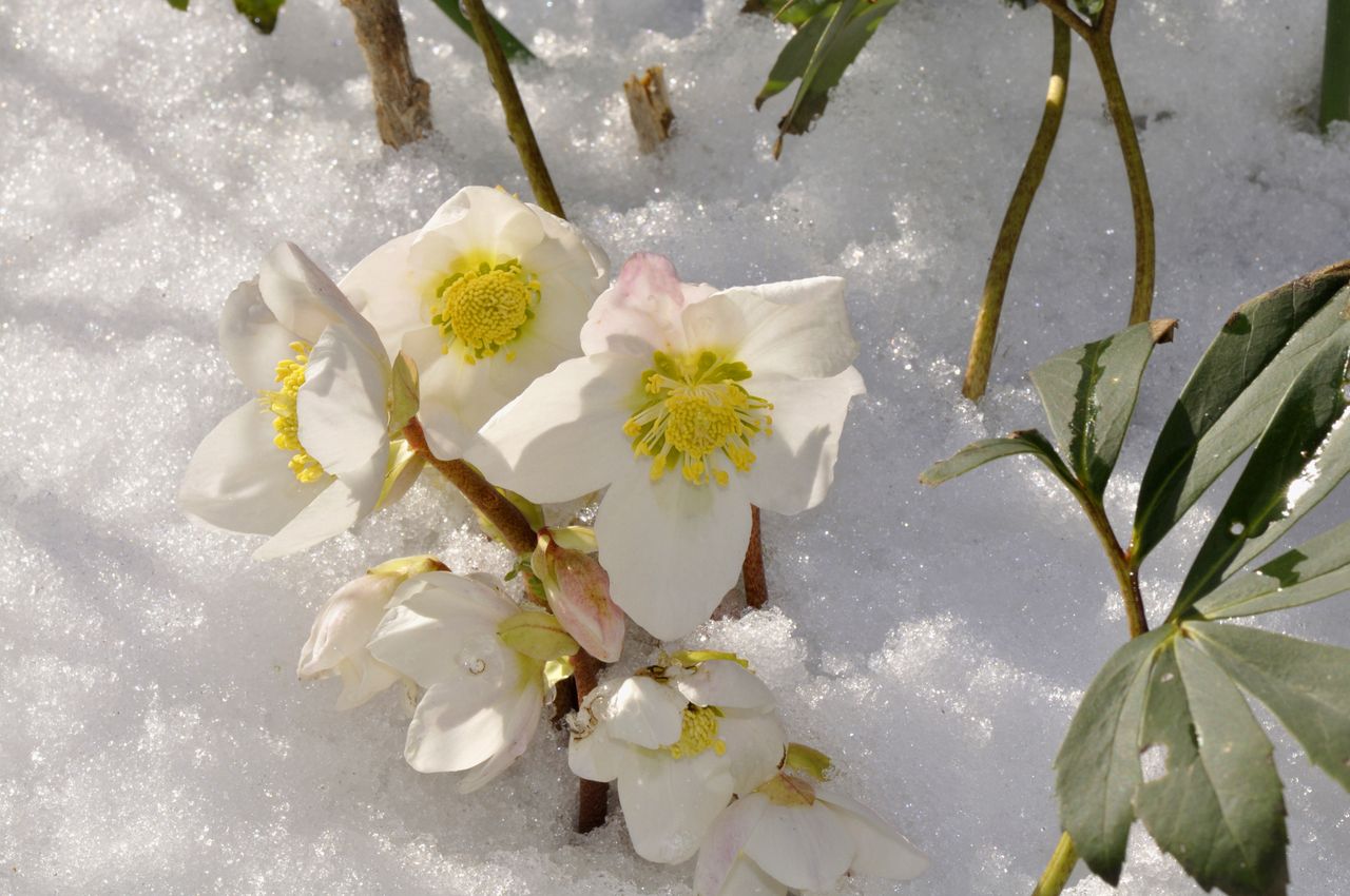 Hellebore: The winter rose that blooms in the frost