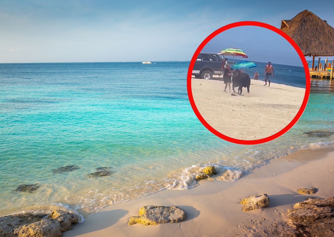 Tourist injured in bull attack while beachgoers record the chaos