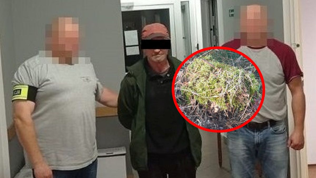 Wycinał drzewa, a pnie przykrywał mchem